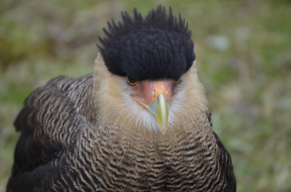 Bird Vulture Scavengers