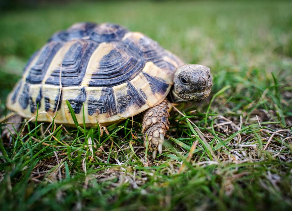 Turtle Greek Tortoise Reptile