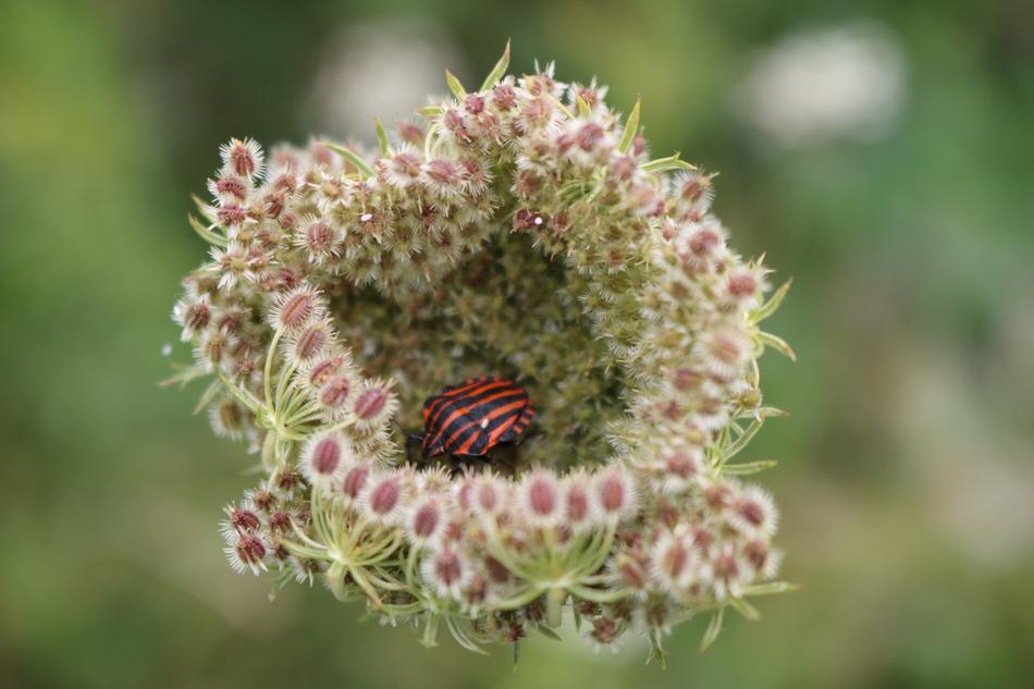 Shield Bug Minstrel Graphosoma