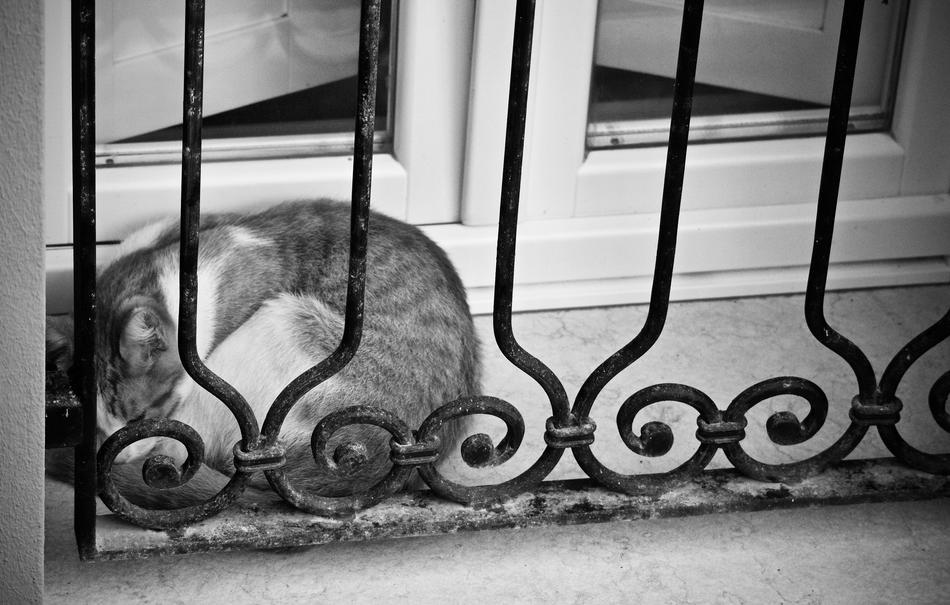 Cat Nap Relaxation