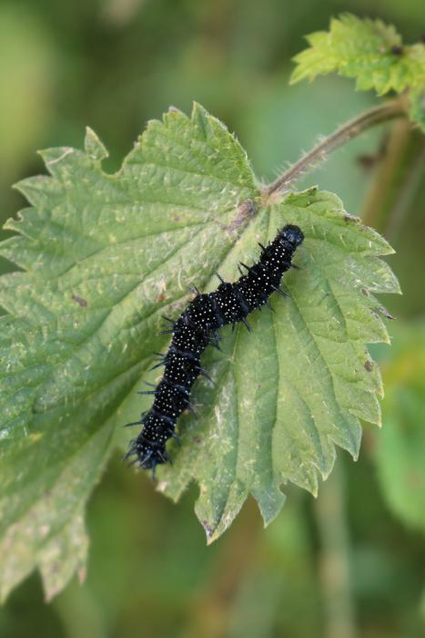 Peacock Butterfly Caterpillar