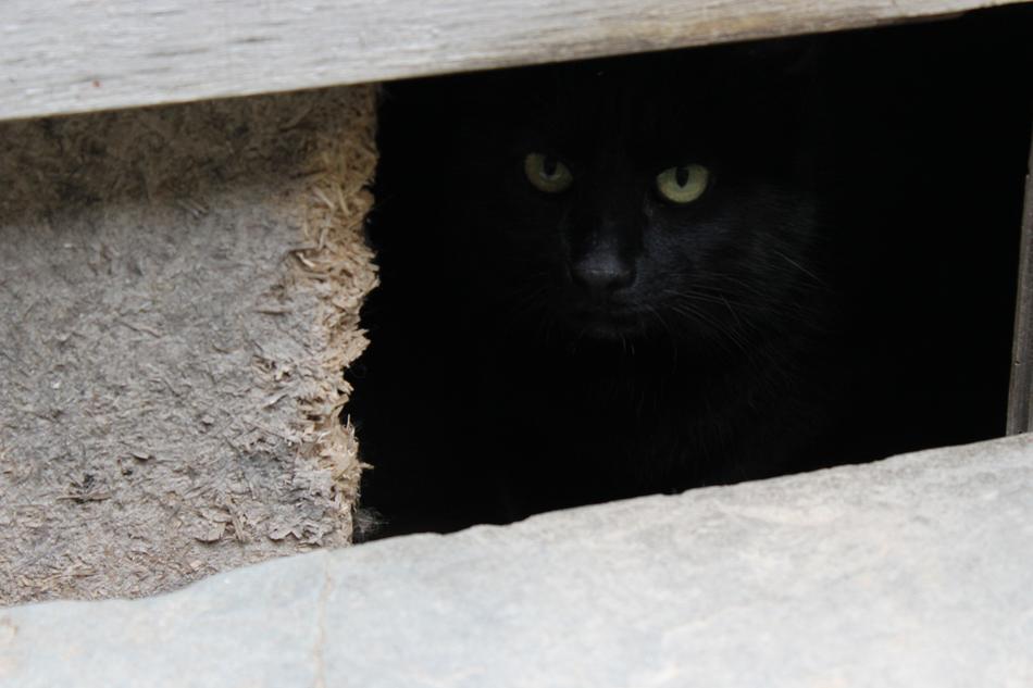 Cat Black Eyes