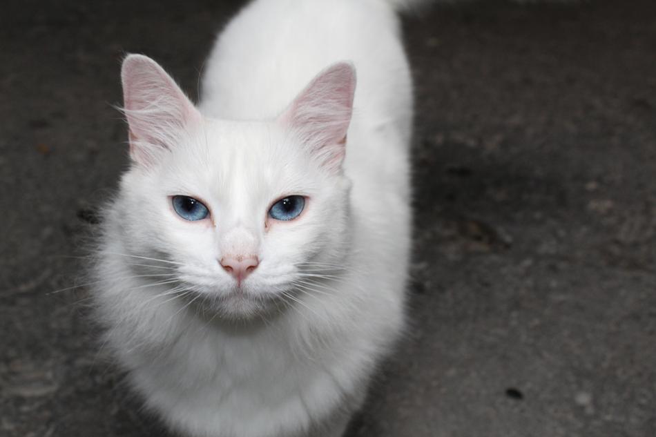 white cat with beautiful blue eyes