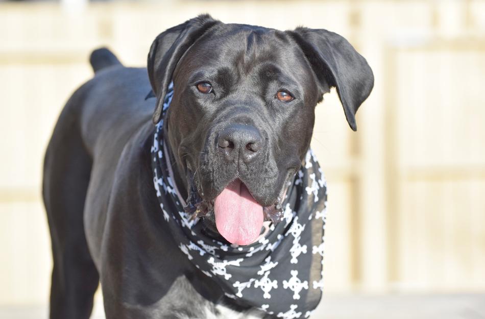 cute black dog with tongue