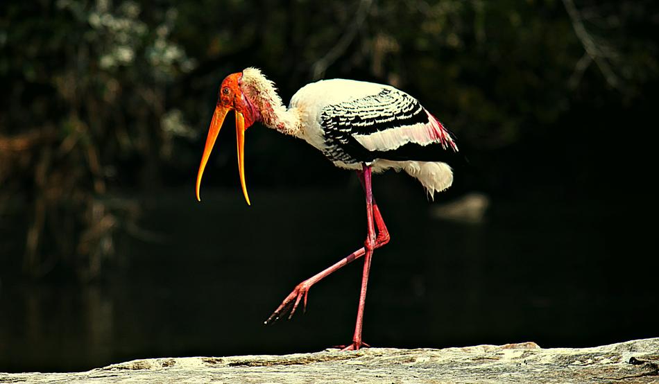 Painted Storks Bird Stork