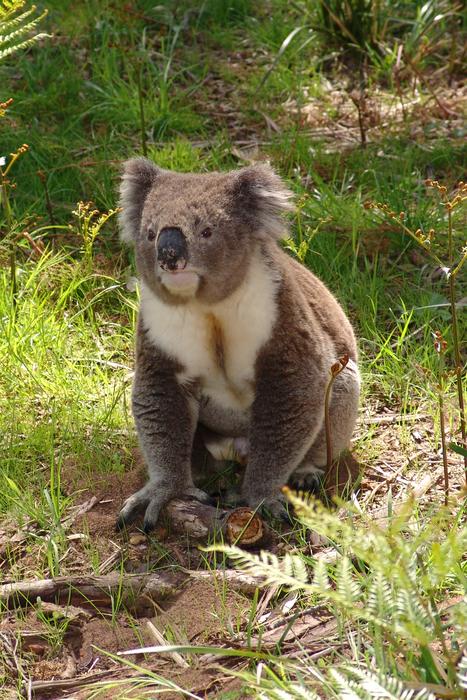 koala safari walks