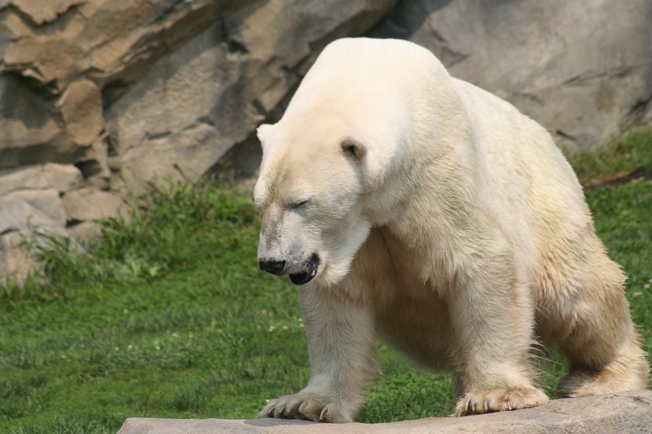 Polar Bear Zoo
