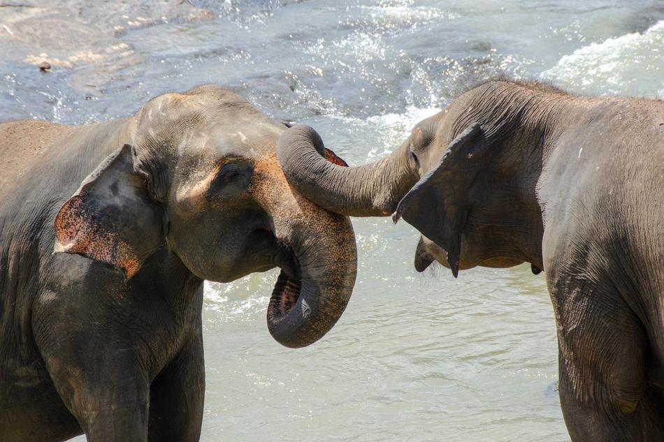 Elephant Sri Lankan Asian