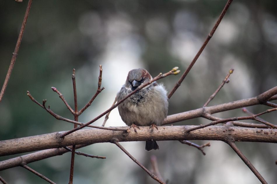 Sparrow Bird Nature