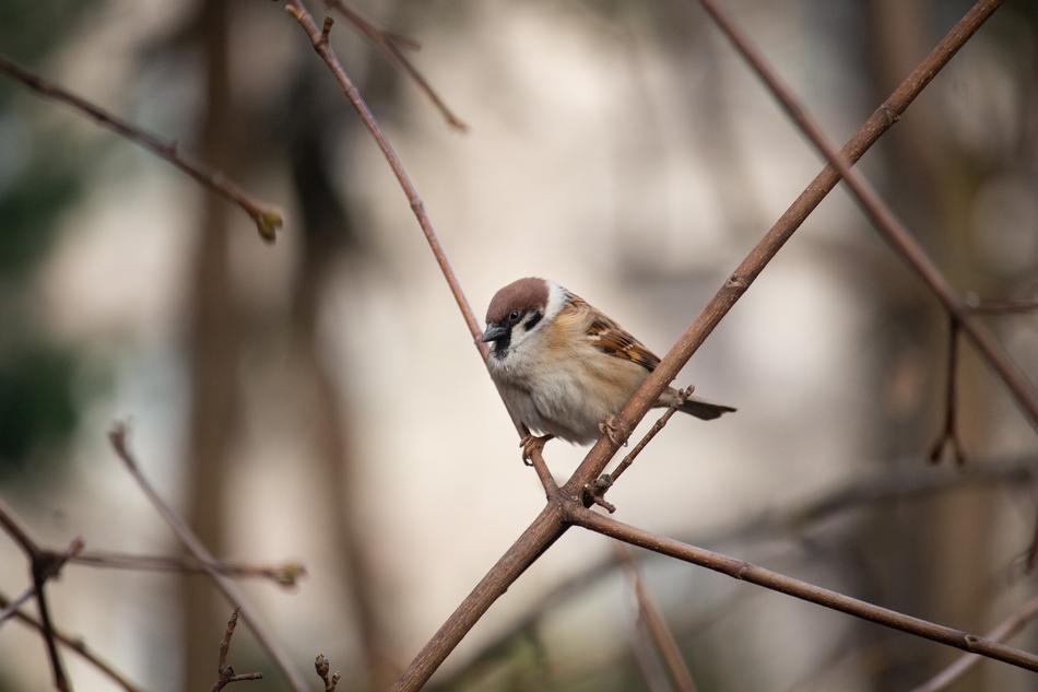 Sparrow Bird Nature