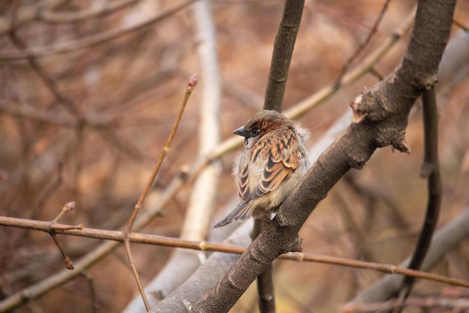 branches a small bird