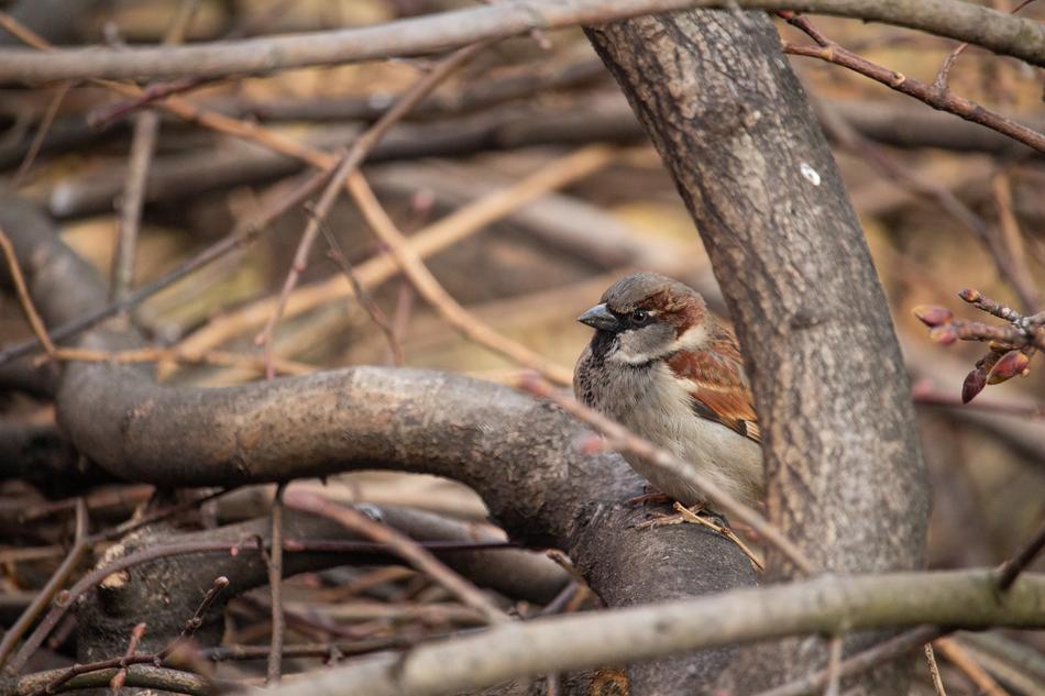 Sparrow Bird Nature