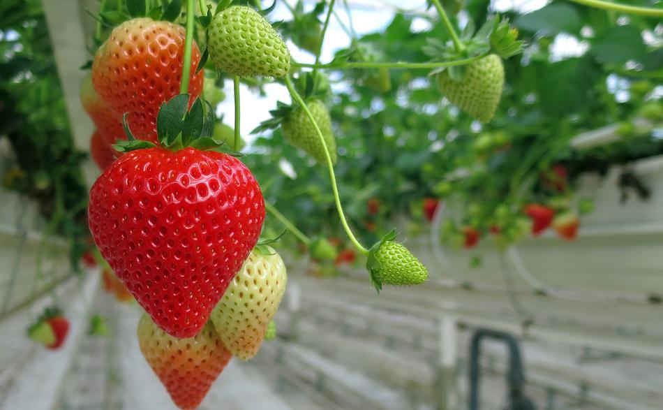 harvest of delicious strawberries in the garden