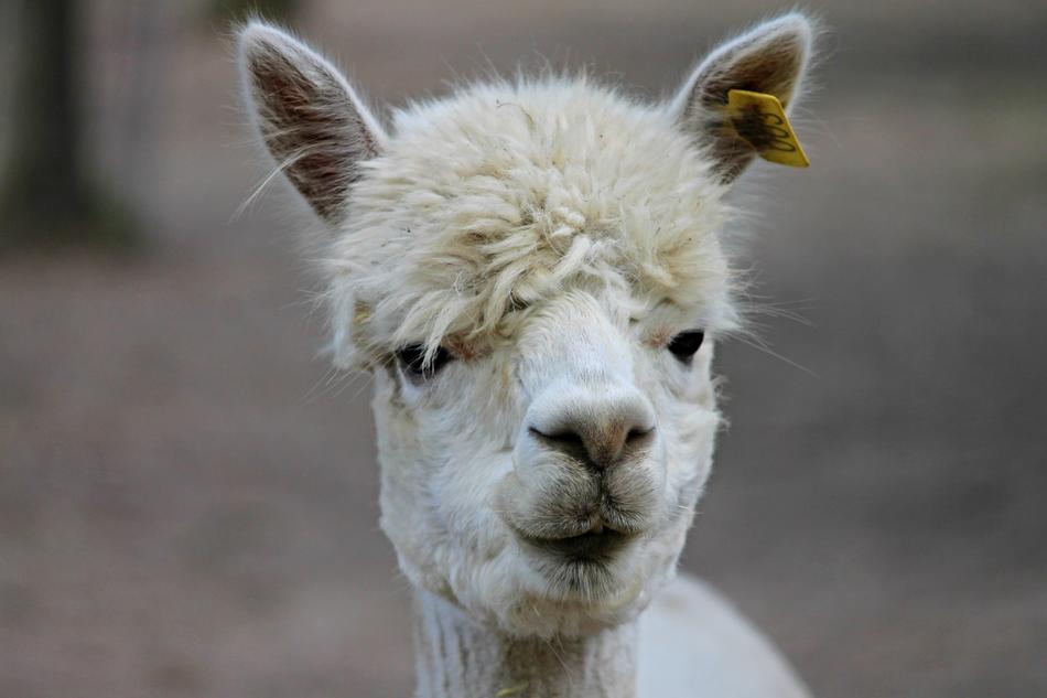 Alpaca Lama Camel