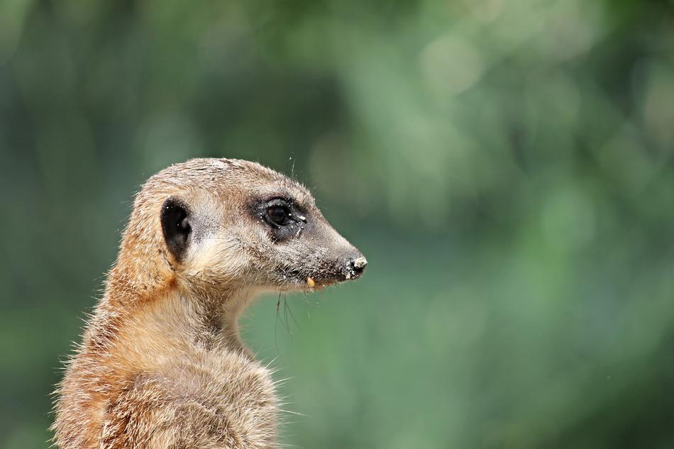 Meerkat Mongoose Scharrtier