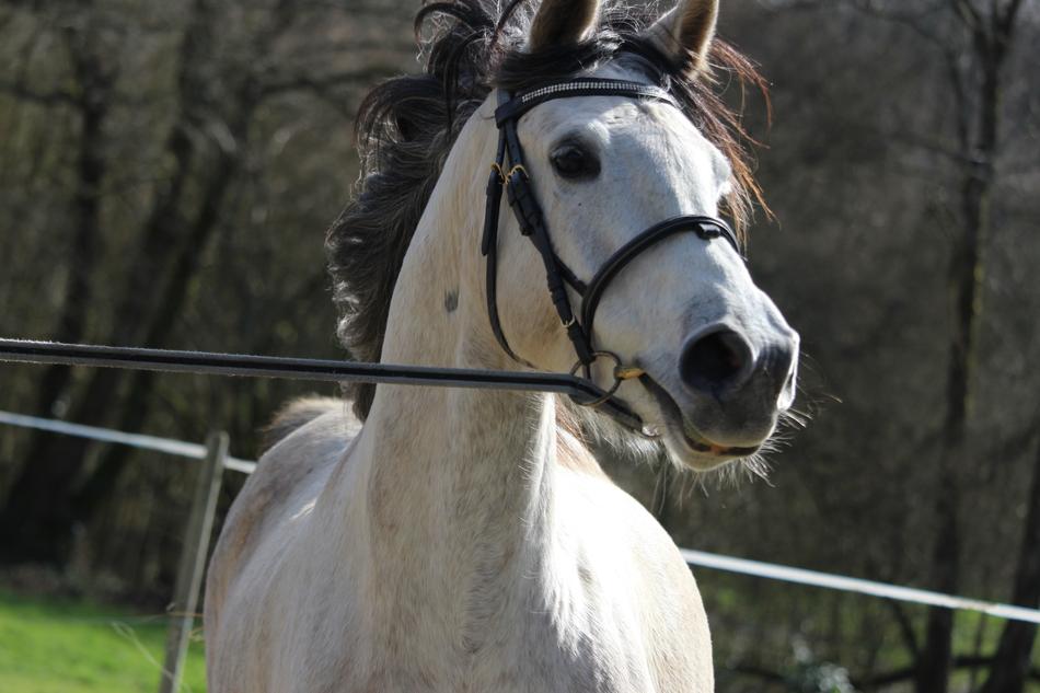 Horse Horses Animals