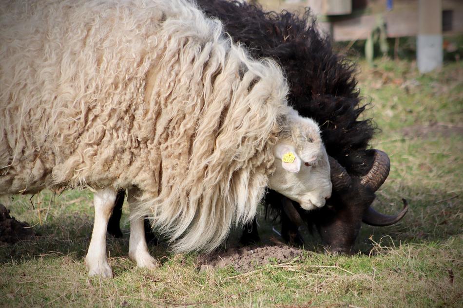 the sheep eat in the grasses