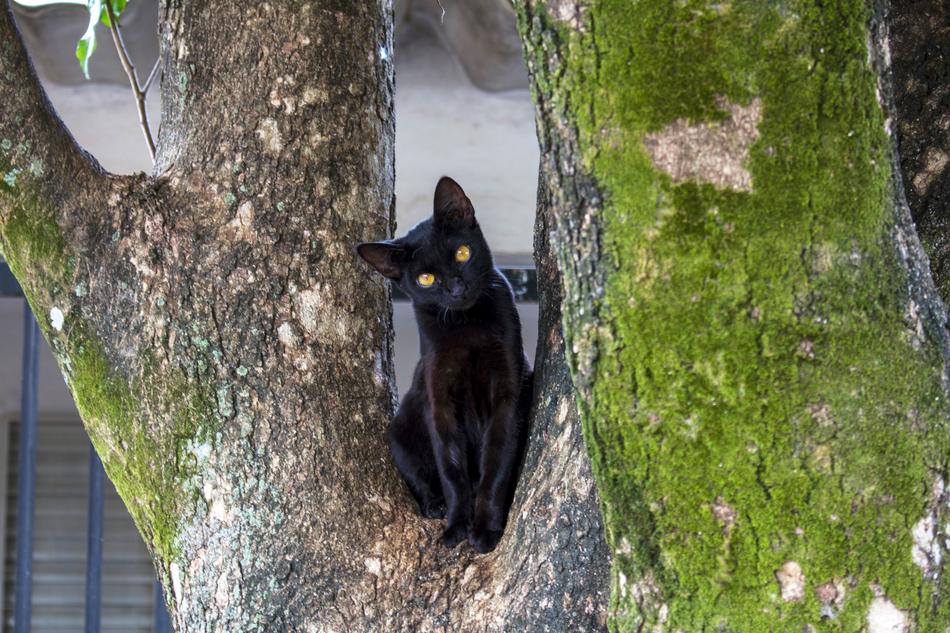 Cat Black