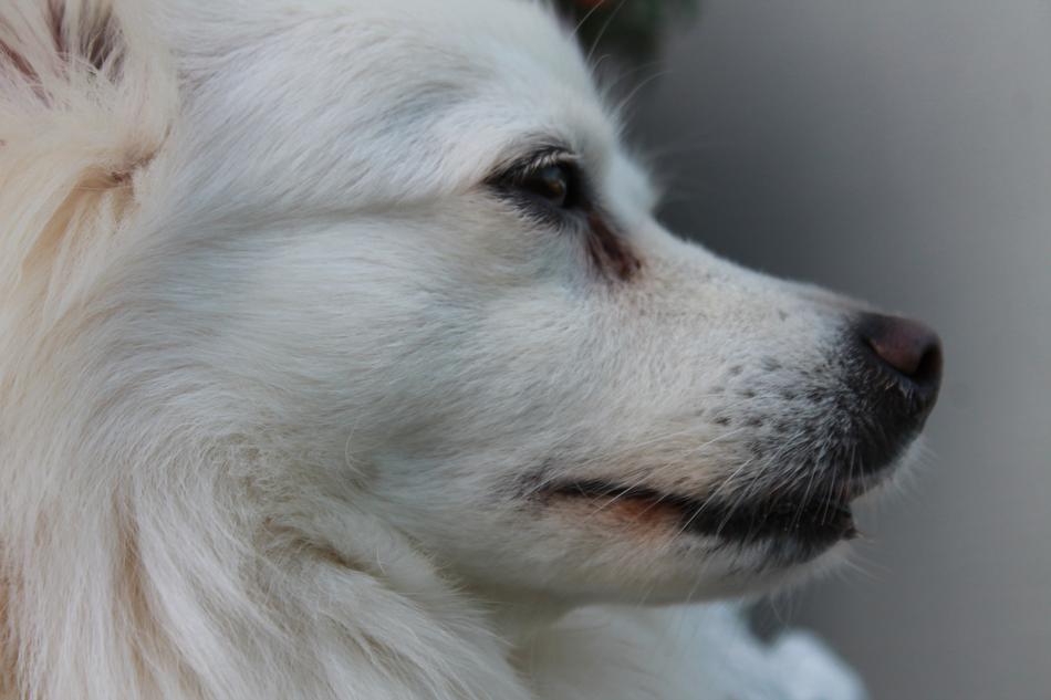 Dog Pointed Dwarf Spitz