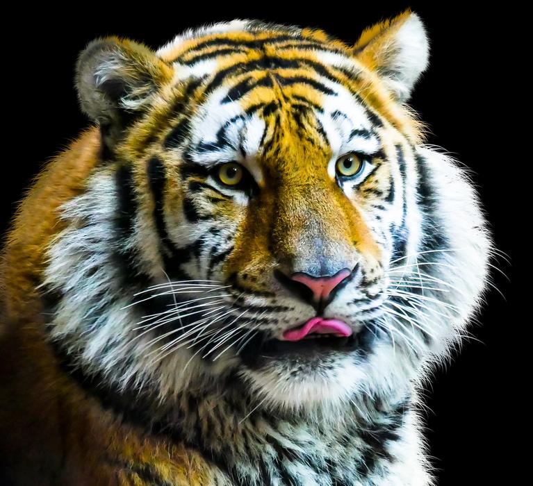 Animal Tiger Big Cat