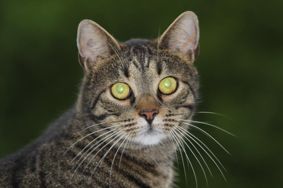 Cat Cat'S Eyes Tiger Green