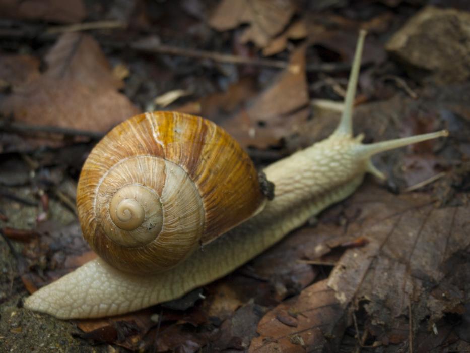 Snail House Autumn