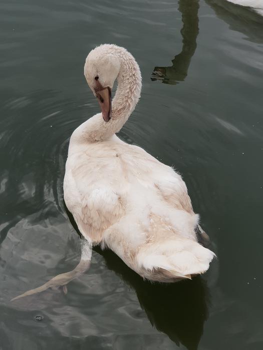 Swan Animal Children Water