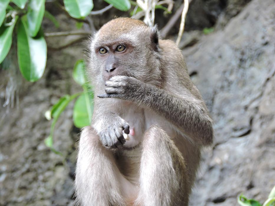 furry monkey at the zoo