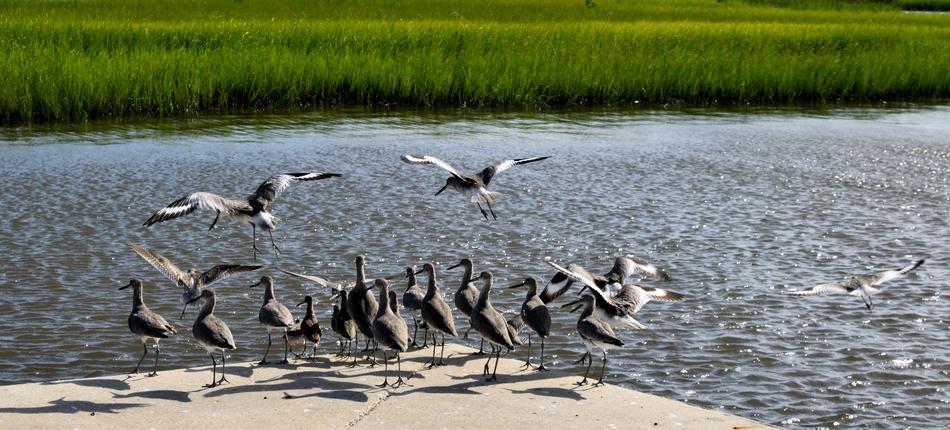 birds near the lake
