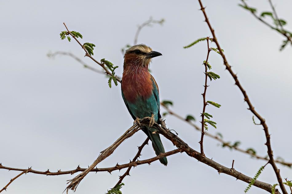 Africa Kenya Bird European Bee