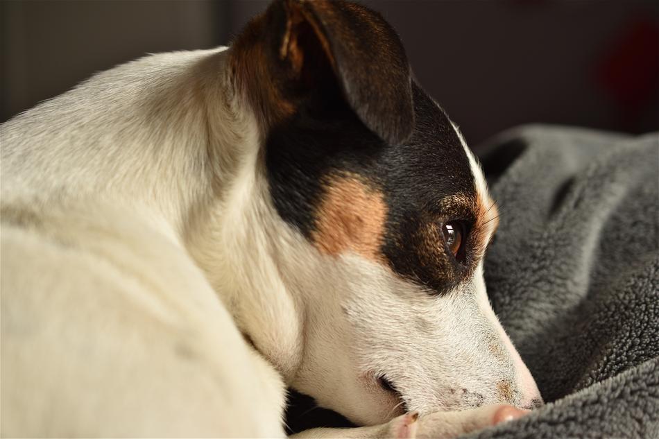 Cute Dog Jack Russel