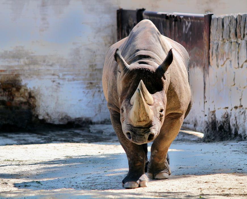 rhinoceros walking in the zoo
