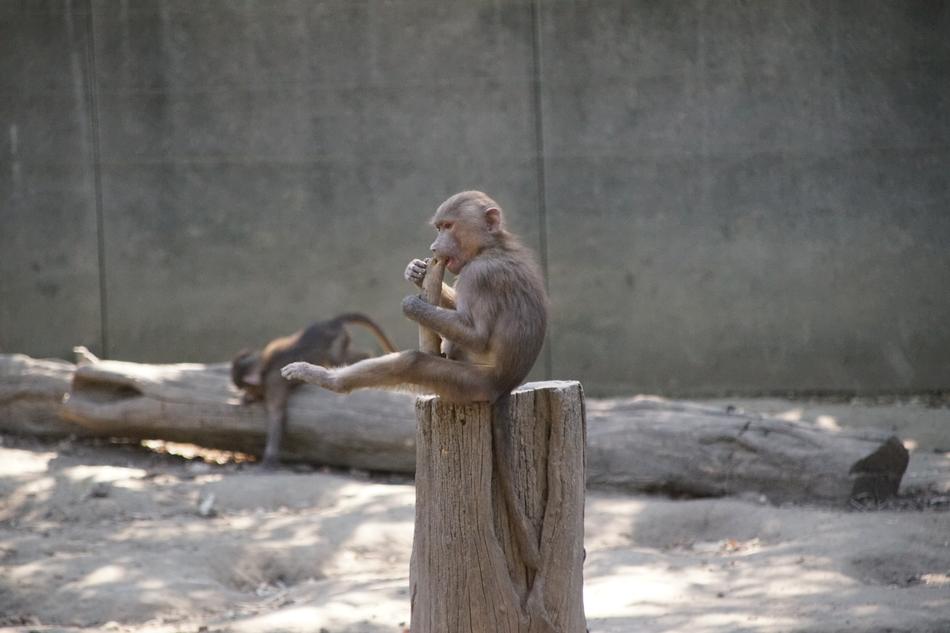 Zoo Monkey Mammal
