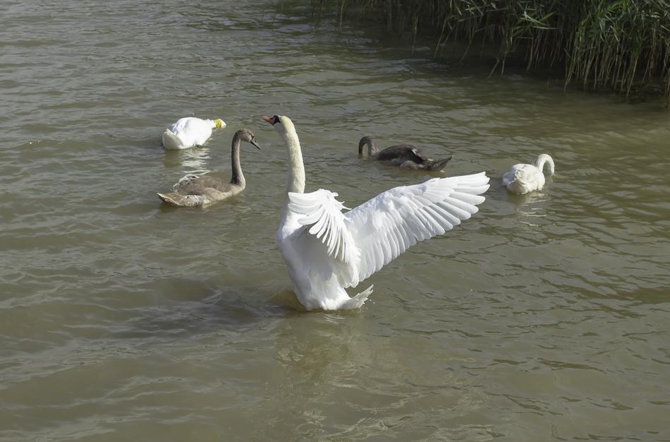 Swan Bird in dirty Water