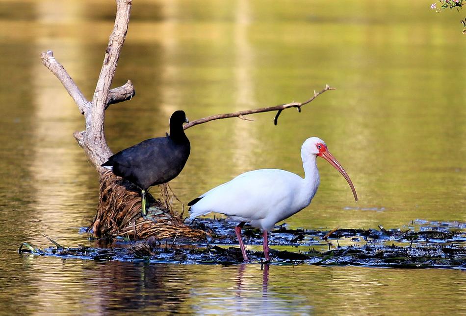 Bird Swamp Ibis