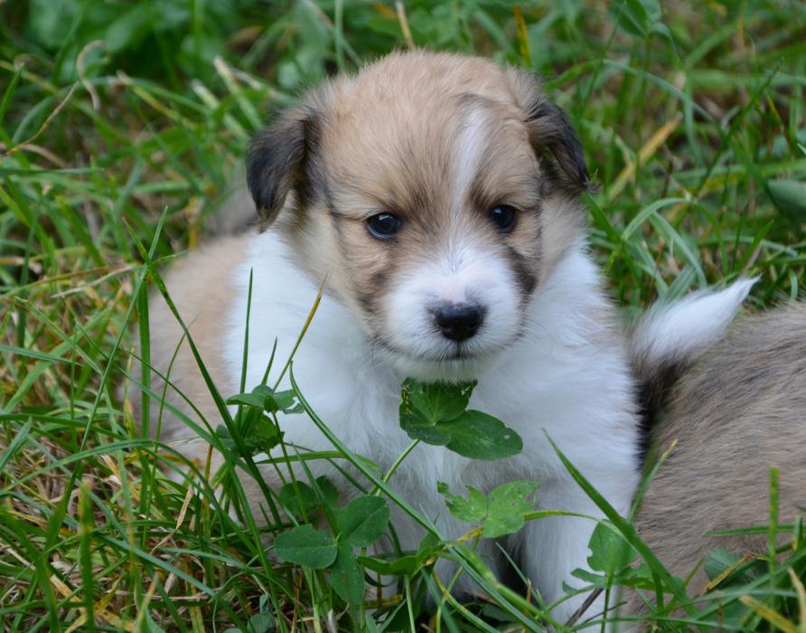Puppy Pup Cute