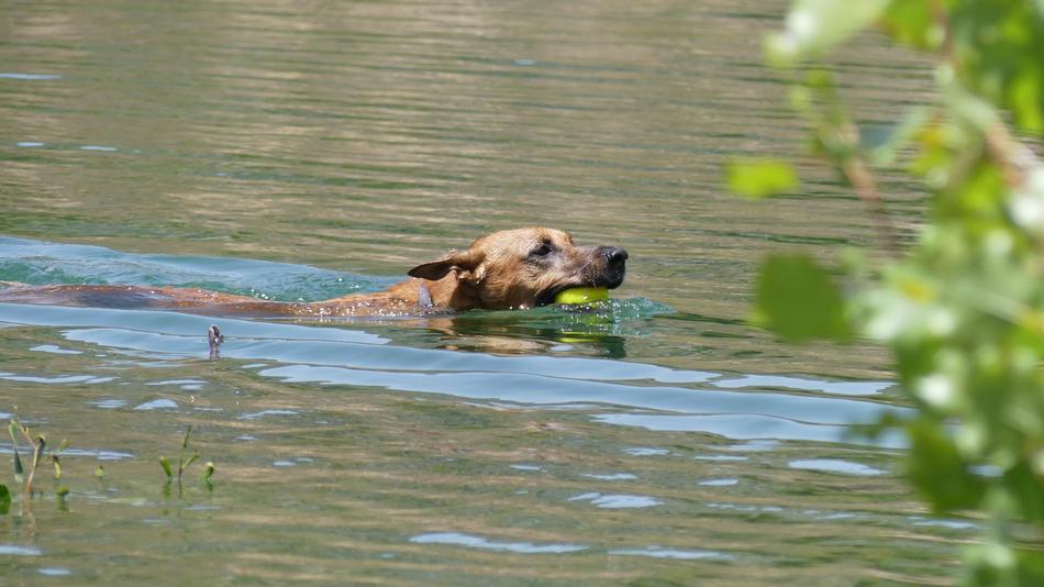 Dog Swimming Water