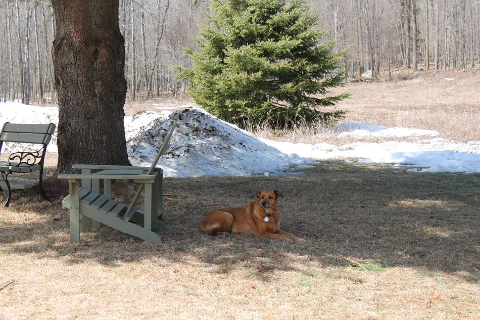 Dog in forest Park