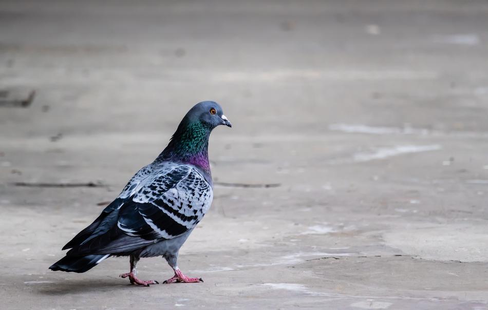 Pigeon Bird Animal