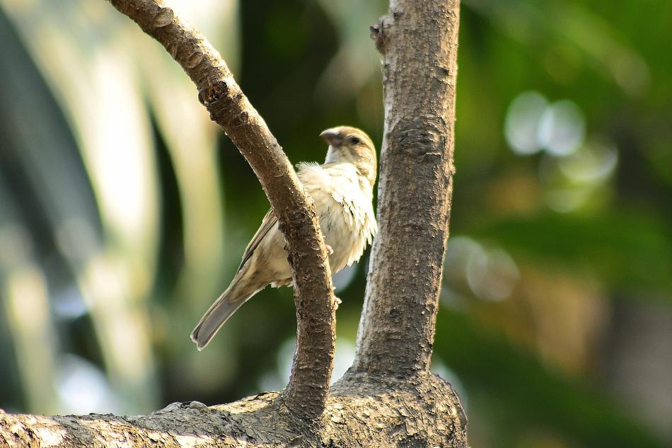 Sparrow Bird On The Tree
