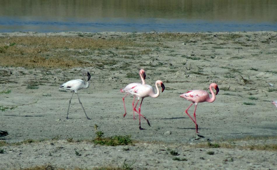 Bird Lesser Flamingo Phoeniconaias