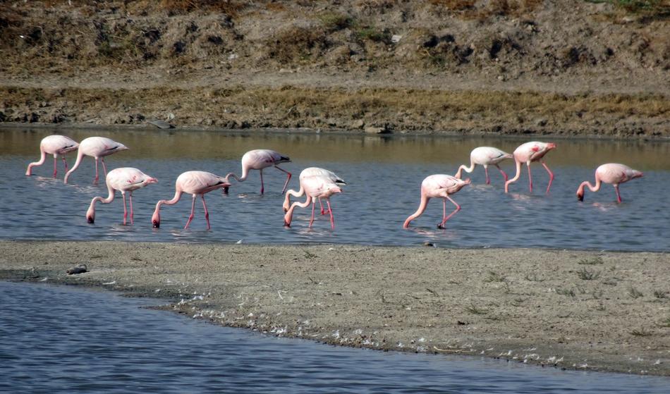 Bird Lesser Flamingo Phoeniconaias