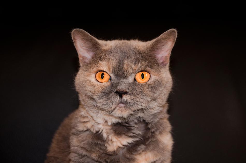 Cat Close Up Portrait