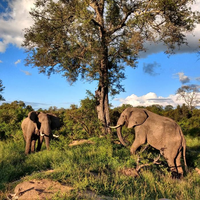 Elephants Africa Safari