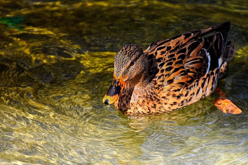 Mallard Duck wild duck in the water