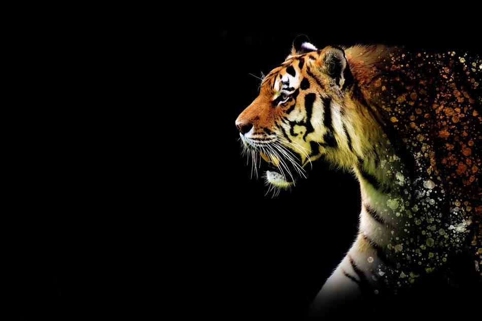Tiger Large Discreet