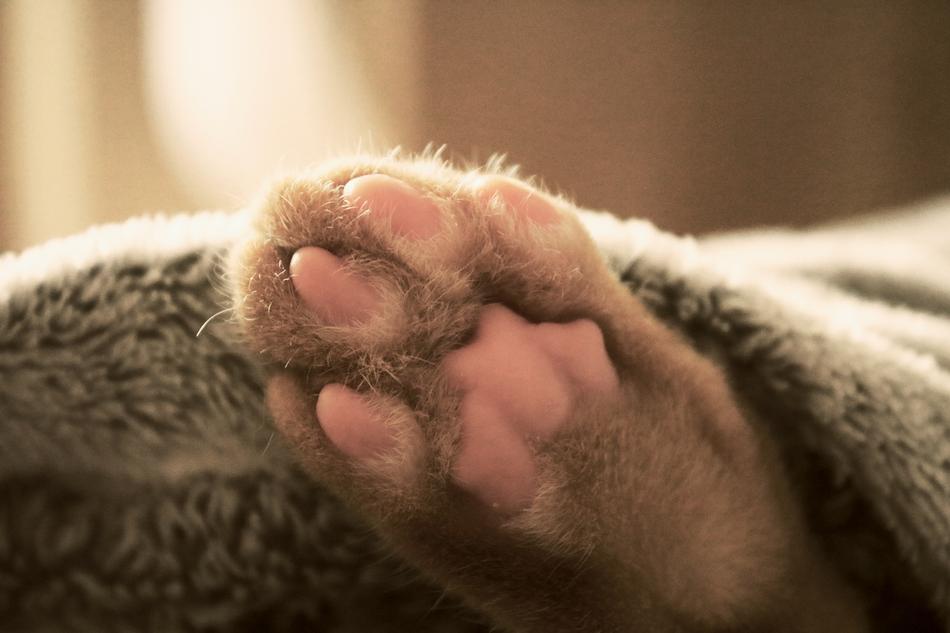 fluffy cat paw