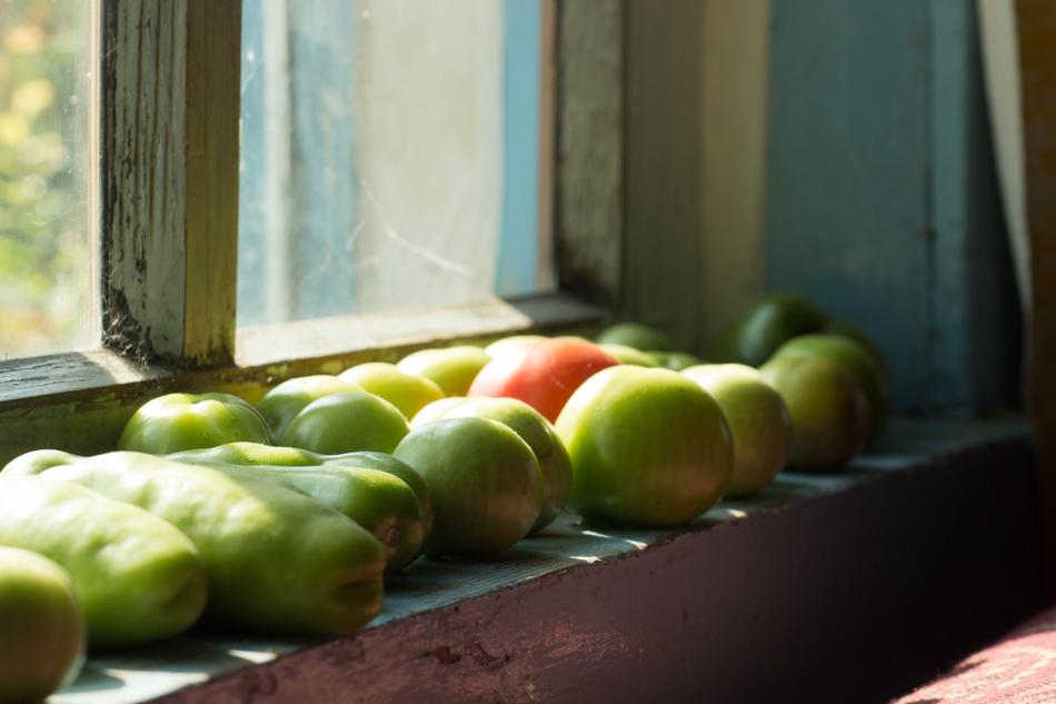 Green ripe tomatoes in the window
