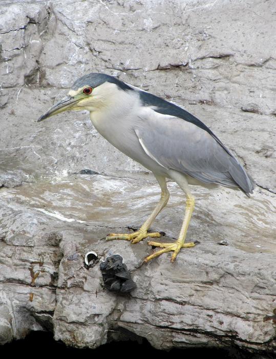Heron Black Crowned Night Wildlife