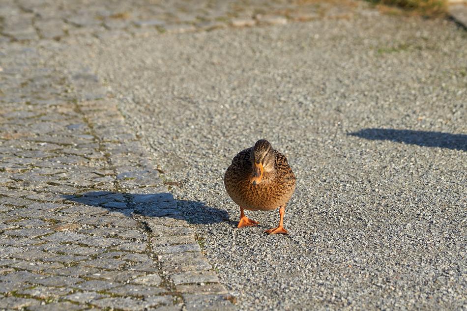 Duck Mallard Bird Water